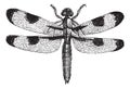 Dragonfly three spots libellula trimaculata, vintage engraving