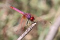 Male violet dropwing dragonfly