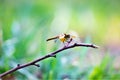 The dragonfly took off to examine the possession in the wonderful summer morning