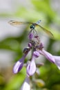 Dragonfly on the top of pink flower spreading it's wings. Light green background . Ready to take off. Textured and detailed.