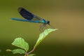 Dragonfly at the top of a plant