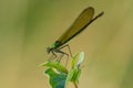 Dragonfly at the top of a plant