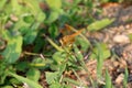 Dragonfly on the top of small bud flower and on the nature background. Royalty Free Stock Photo