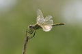 Dragonfly on top of twig.