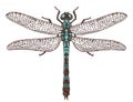 Dragonfly top view vector illustration Royalty Free Stock Photo