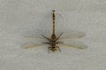 Dragonfly with transparent open wings on a sandy beach