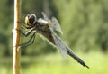 Dragonfly with transparent wings sits on a blade of grass on a blurred green background of grass Royalty Free Stock Photo