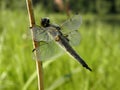 Dragonfly with transparent wings sits on a blade of grass on a blurred green background of grass Royalty Free Stock Photo