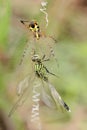 A dragonfly is trapped in a spider\'s web