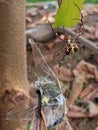a dragonfly trapped in a spider& x27;s web and becoming its food Royalty Free Stock Photo