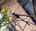 Dragonfly on tree branch