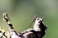 Dragonfly on a tree trunk Royalty Free Stock Photo