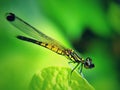Dragonfly trying to hanging on leaf in close up view, selective focus, soft blurry background Royalty Free Stock Photo