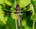 Dragonfly, twelve-spotted skimmer, closeup Royalty Free Stock Photo
