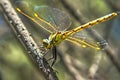 Dragonfly on a Twig Royalty Free Stock Photo