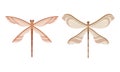Dragonfly with Two Pairs of Strong, Transparent Wings Vector Set