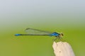 Dragonfly of type of Coenagrionidae over green Royalty Free Stock Photo