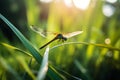 A dragonfly is a type of insect