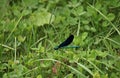 Dragonfly of unusually beautiful color in the thickets of reeds on the lake in the forest