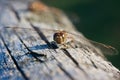 Dragonfly, Vagrant Darter Royalty Free Stock Photo