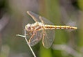 Dragonfly, Variegated Meadowhawk, Sympetrum corruptum