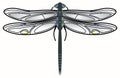 Dragonfly vector. Royalty Free Stock Photo