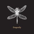 Dragonfly Vector Illustration On Black Background. Hand Drawn Sketch Of Insect In Vintage Style.