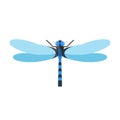 Dragonfly vector illustration. Royalty Free Stock Photo
