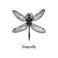 Dragonfly Vector Illustration. Hand Drawn Sketch Of Insect In Vintage Style.