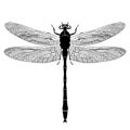 Dragonfly view from above, black and white monochrome illustration, isolated on white background, vector insect, coloring book, ba