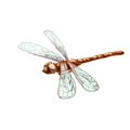 Dragonfly. Vintage hatching illustration. Isolated on white Royalty Free Stock Photo