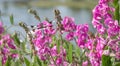 Dragonfly on vivid pink wildflowers