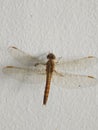 Dragonfly on the wall, helicopter Insect, Insect, wings, Transparent wing& x27;s