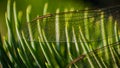 Wings of a dragonfly on a pinewood