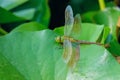 Dragonfly on water lily leaf Royalty Free Stock Photo