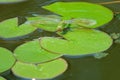 Dragonfly on water lily leaves Royalty Free Stock Photo