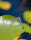 Dragonfly on water-lily's leaf
