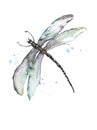 Dragonfly watercolor blue splashes. Bright Watercolor Illustration of Colorfull Dragonfly. Hand Drawn Image of Insect Isolated on