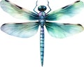 Dragonfly Watercolor Clipart