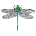 Dragonfly watercolor on white background