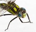 Dragonfly on white Royalty Free Stock Photo