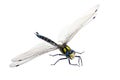 Dragonfly on white Royalty Free Stock Photo
