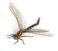 Dragonfly on white Royalty Free Stock Photo