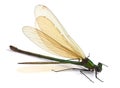 Dragonfly on white Royalty Free Stock Photo