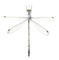 Dragonfly on a white background Royalty Free Stock Photo