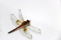 Dragonfly on the white background. it is a fast flying long bodied predator insect with two pairs of large wings.