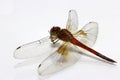 Dragonfly on the white background. it is a fast flying long bodied predator insect with two pairs of large wings.