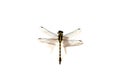 Dragonfly, white background Royalty Free Stock Photo
