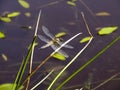 Dragonfly with white bright wings sitting on a blade of grass. Dragonfly closeup flying over water background. Royalty Free Stock Photo