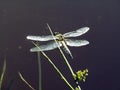 Dragonfly with white bright wings sitting on a blade of grass. Dragonfly closeup flying over water background. 